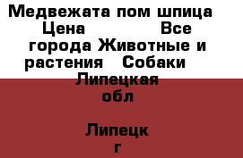 Медвежата пом шпица › Цена ­ 40 000 - Все города Животные и растения » Собаки   . Липецкая обл.,Липецк г.